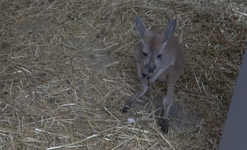Mladunče kengur au Beo zoo vrtu
