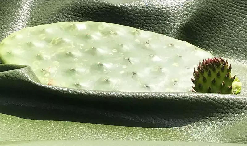 Wegańska skóra z kaktusa