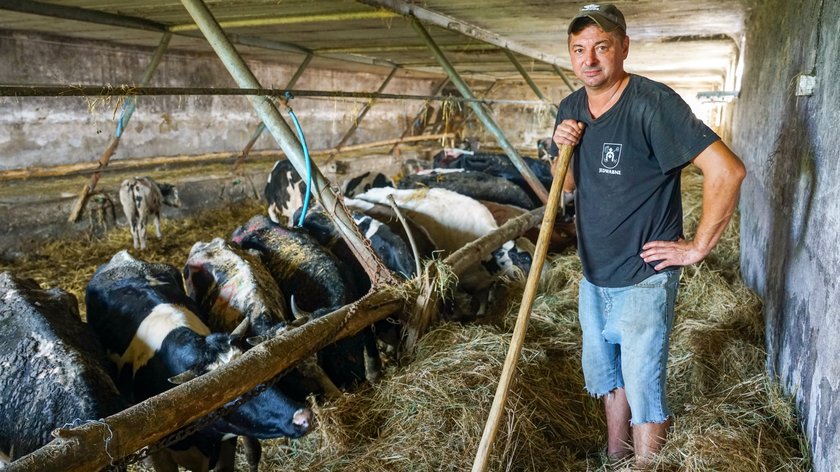 Tutaj dochodzą do siebie krowy, którym okrutni gospodarze zgotowali prawdziwe piekło