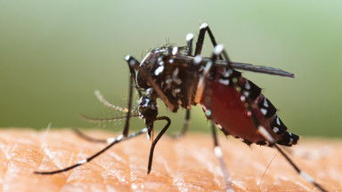 Bil Gates nazwał je "najbardziej śmiercionośnymi". Azjatyckie komary tygrysie pojawiły się w Niemczech