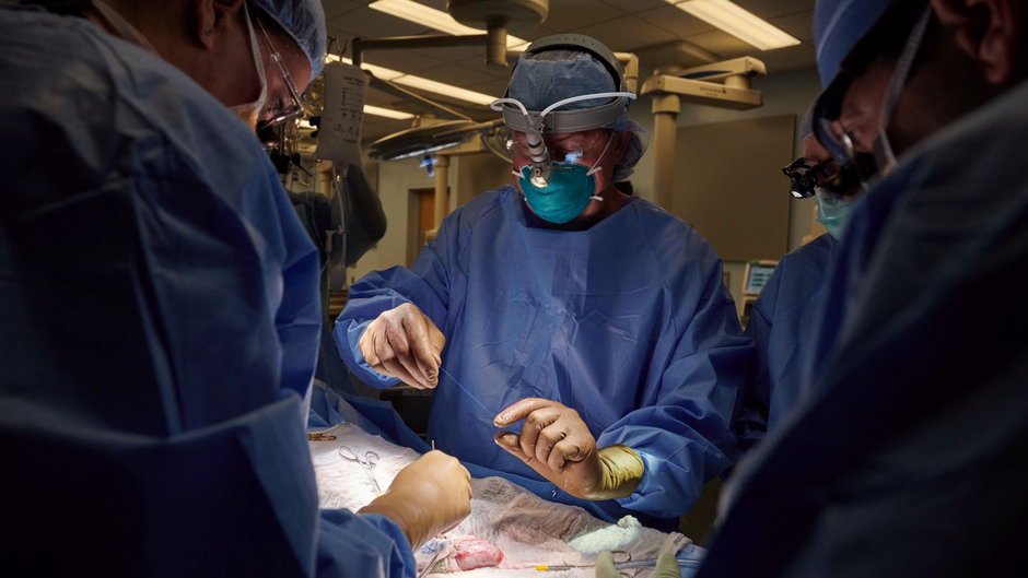 Doktor Robert Montgomery przygotowuje szew podczas transplantacji świńskiej nerki
