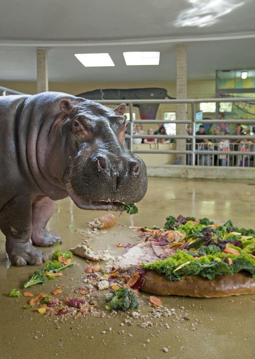 Hipopotam Hipolit jest najstarszy w Europie