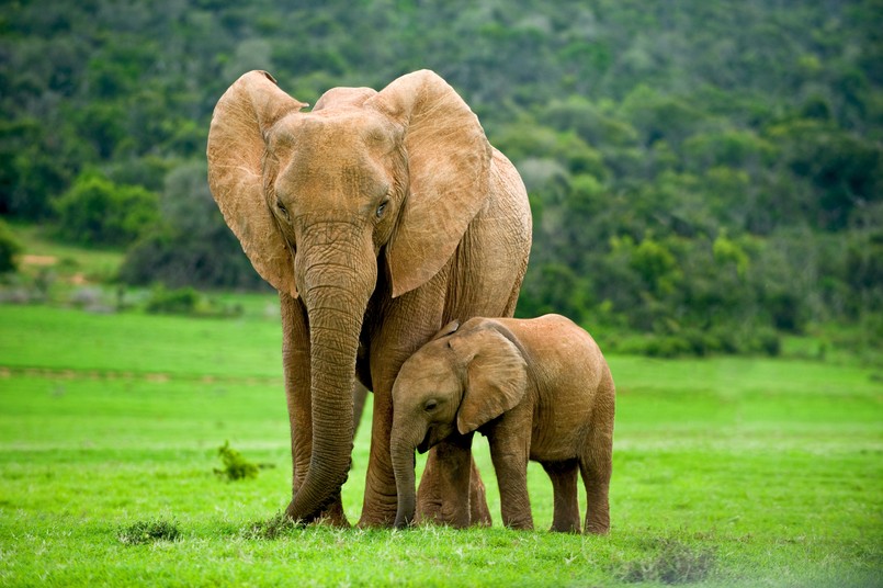 Słoń słoniątko słonie sawanna quiz z biologii przyrody przyrodniczy przyroda biologia A,Young,Elephant,Right,Next,To,An,Adult,One.