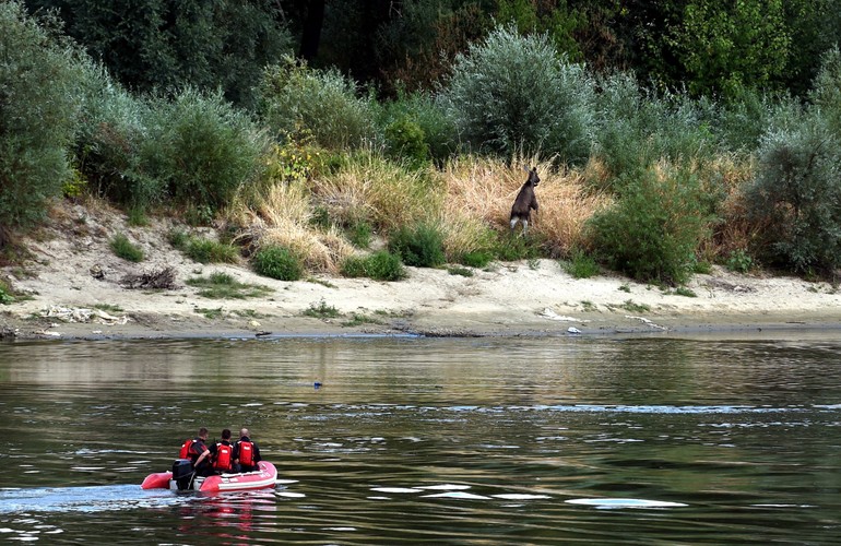 Łoś brodzący w Wiśle