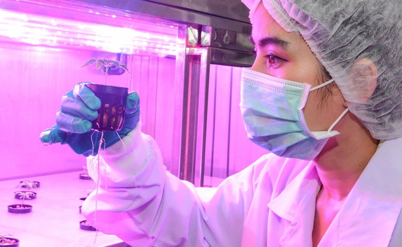 TAK UPRAWIA SIĘ MEDYCZNĄ MARIHUANĘ