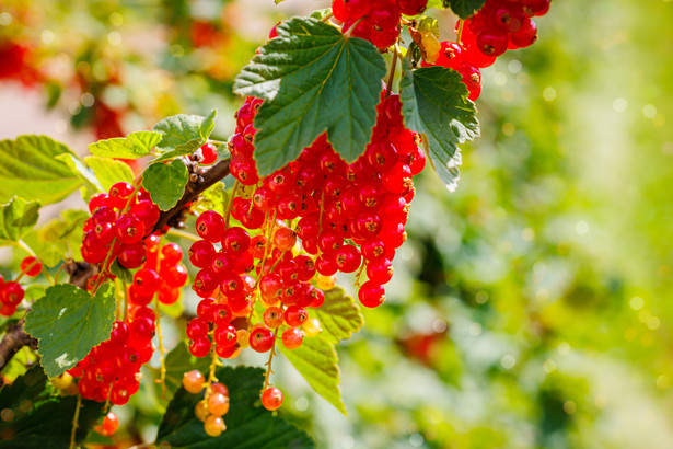 Porzeczki to krzewy owocowe, których owoce mają np.: barwę czerwoną, czarną lub białą.
