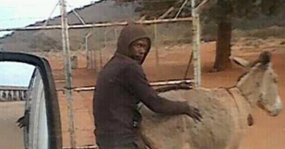 Animal Lover Man caught in the act having sex with donkey Pulse Nigeria