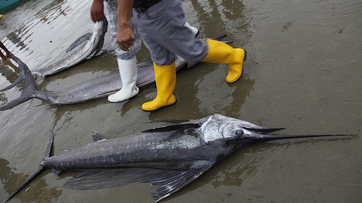 Homarii și calamarii eșuează pe plajă din cauza El Niño, în Ecuador: „Criză fără precedent”