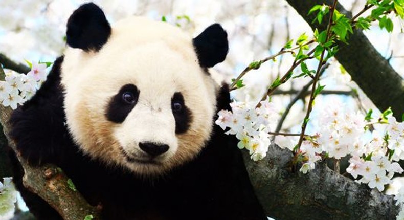 Panda's blood is medicine, their poop is fetilised to make tea, and they're adorable [Pinterest]