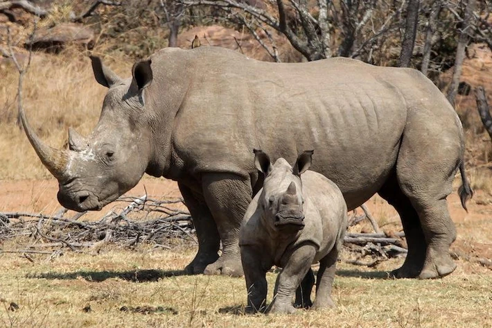 SOUTH AFRICA FEATURE PACKAGE RHINO POACHING