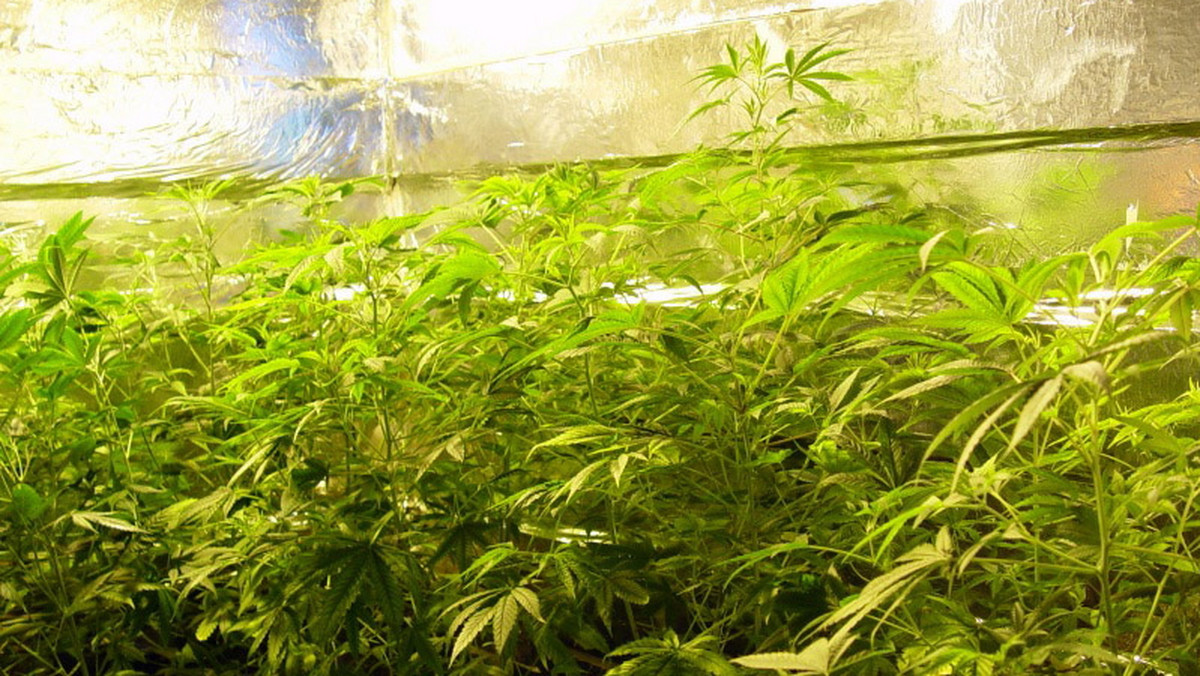 Planację konopi indyjskich, w której znajdowały się rośliny o wysokości blisko trzech metrów, zlikwidowali policjanci z Lubina (Dolnośląskie). Z krzaków można było wyprodukować ok. 8 kg marihuany o wartości blisko 200 tys. zł.