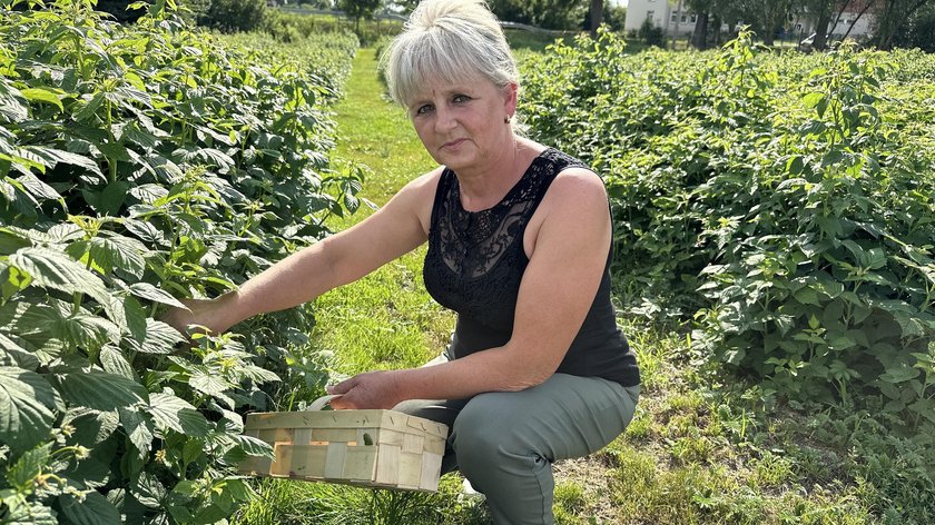 Ceny malin niepokoją plantatorów. Niektórzy muszą likwidować uprawy