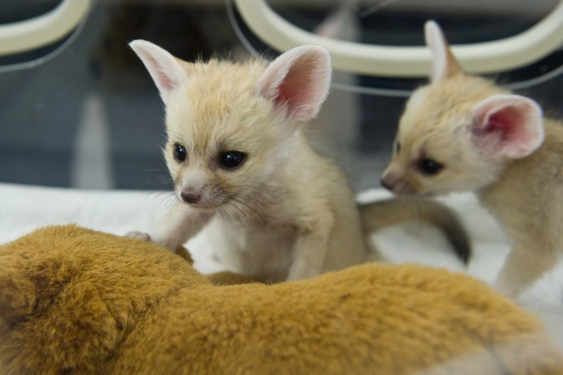 Urodzone w łódzkim ZOO tropikalne lisy występują na Półwyspie Arabskim i w północnej Afryce.