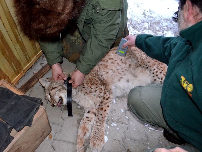 Oto nowi mieszkańcy wrocławskiego zoo