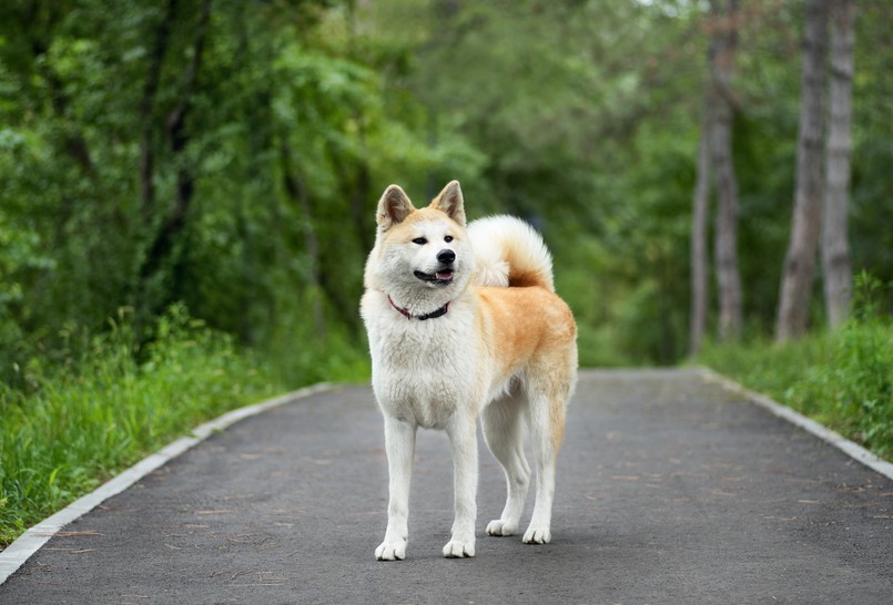 Pies rasy akita inu