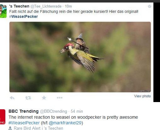 łasica na dzięciole / mem