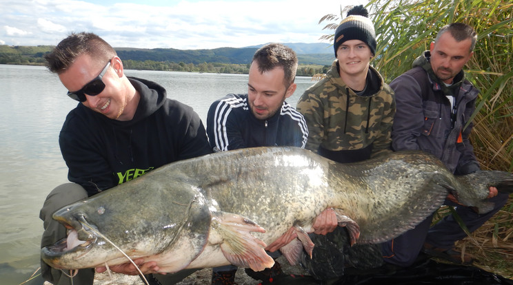 Négyen kellettek a hatalmas harcsa megfogásához / Fotó: Bátonyterenye-Maconkai Szabadidő- és Sporthorgász Egyesület