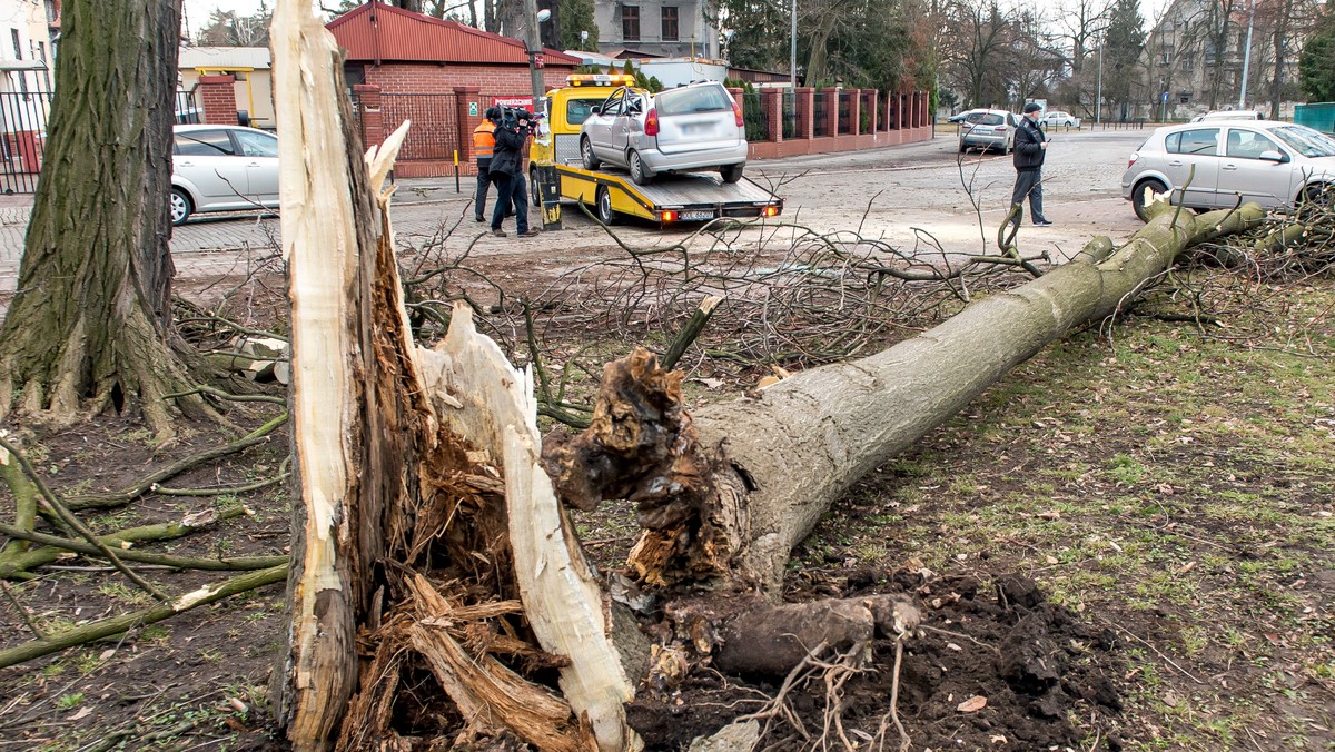 WROCŁAW SKUTKI WICHURY USZKODZONE AUTO (auto uszkodzone przez łamiące się drzewo)