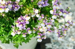 To nowa królowa polskich balkonów. Ten kwiat zdetronizuje pelargonie?