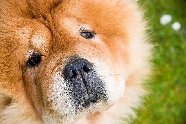 Chow chow