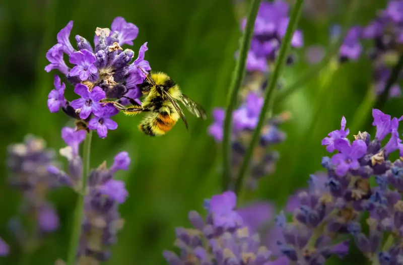 Pszczoły to nasze najlepsze ziomki