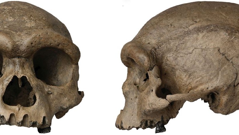 Misterul craniului „Omului Dragon”, tot mai aproape de elucidare. Ce dezvăluie descoperirea despre evoluția omului