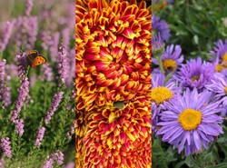 Najpiękniejsze kwiaty jesieni. Mogą zachwycać aż do przymrozków [ZDJĘCIA]