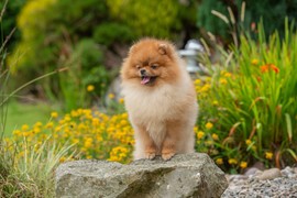 Pomeranac – raskošna ljupkost u minijaturnom pakovanju