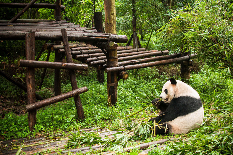 Panda wielka zjada nawet do 40 kg pokarmu dziennie, fot. www.paczkiwpodrozy.pl