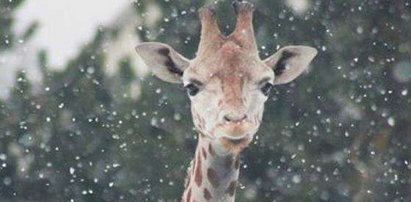 Żyrafy w śniegu. FOTO