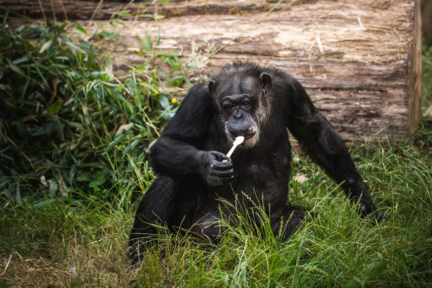 Lody były smakołykiem na imprezie urodzinowej najstarszego szympansa w Polsce