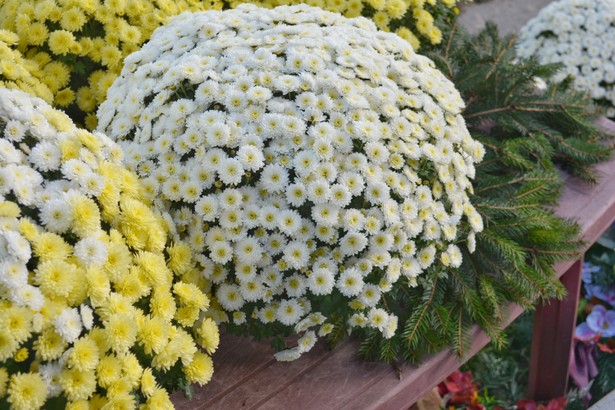 Droższe chryzantemy na Wszystkich Świętych. Producenci zmagają się z rosnącymi kosztami