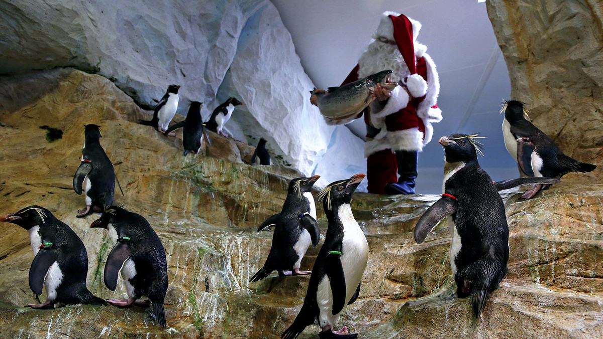 epaselect FRANCE ANIMALS CHRISTMAS (Santa Claus visits animal exhibition park Marineland in Antibes)