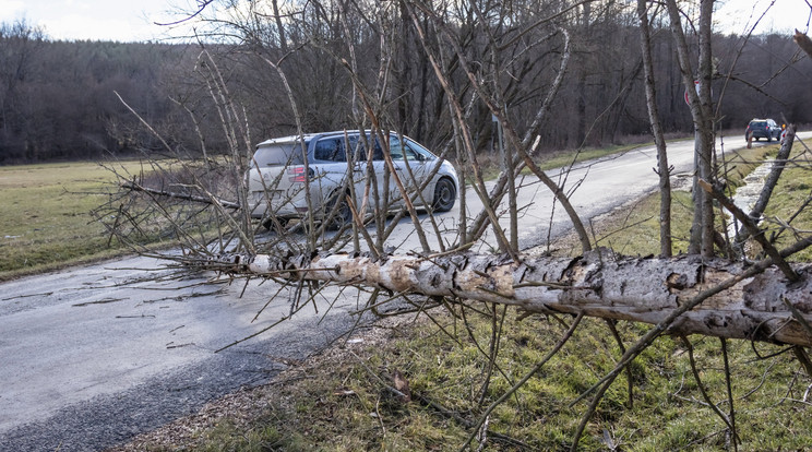 Viharban kidőlt fa az úton a Vas vármegyei Csörötnek és Kondorfa között / Fotó: MTI/Katona Tibor 