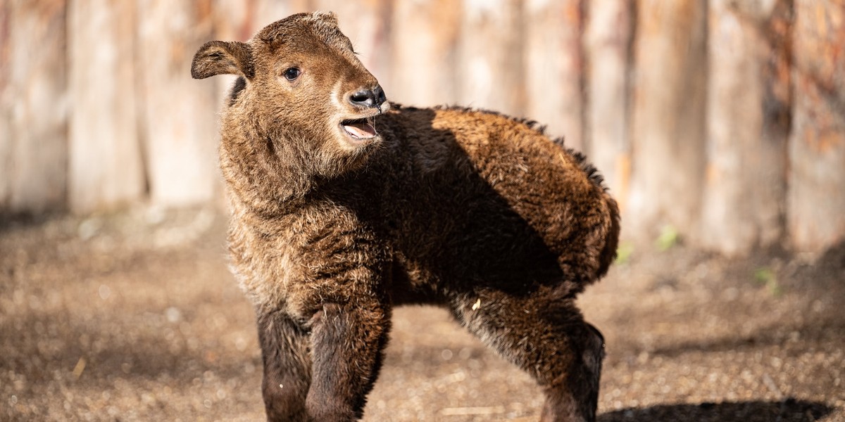 Wrocław. W zoo urodził się takin złoty. To gatunek zagrożony wyginięciem