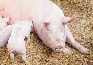 Krmača sa prasićima - ilustracija