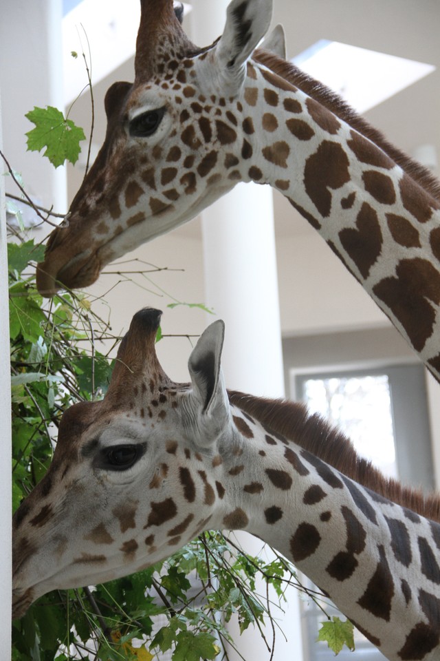 Malman, Denar i Malik - żyrafy z krakowskiego zoo