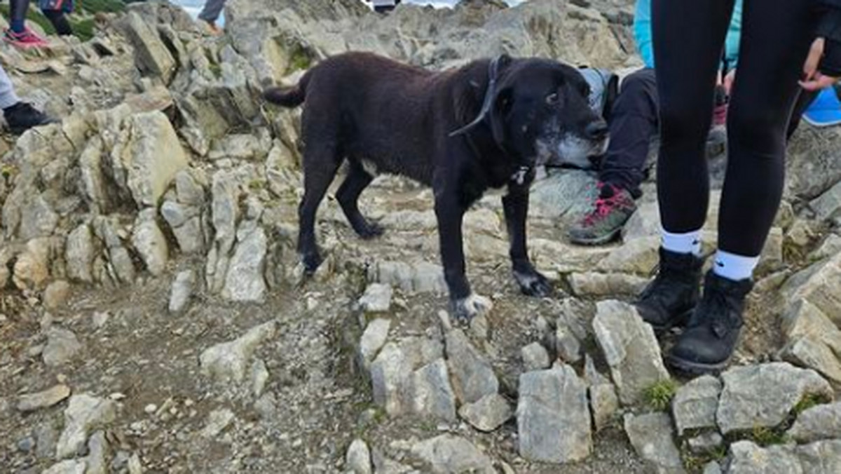 Pies uciekł z domu i wybrał się w Tatry. Dotarł aż na Przełęcz Kondracką