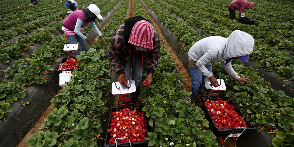Fruit pickers harvest strawberries at a farm in California.