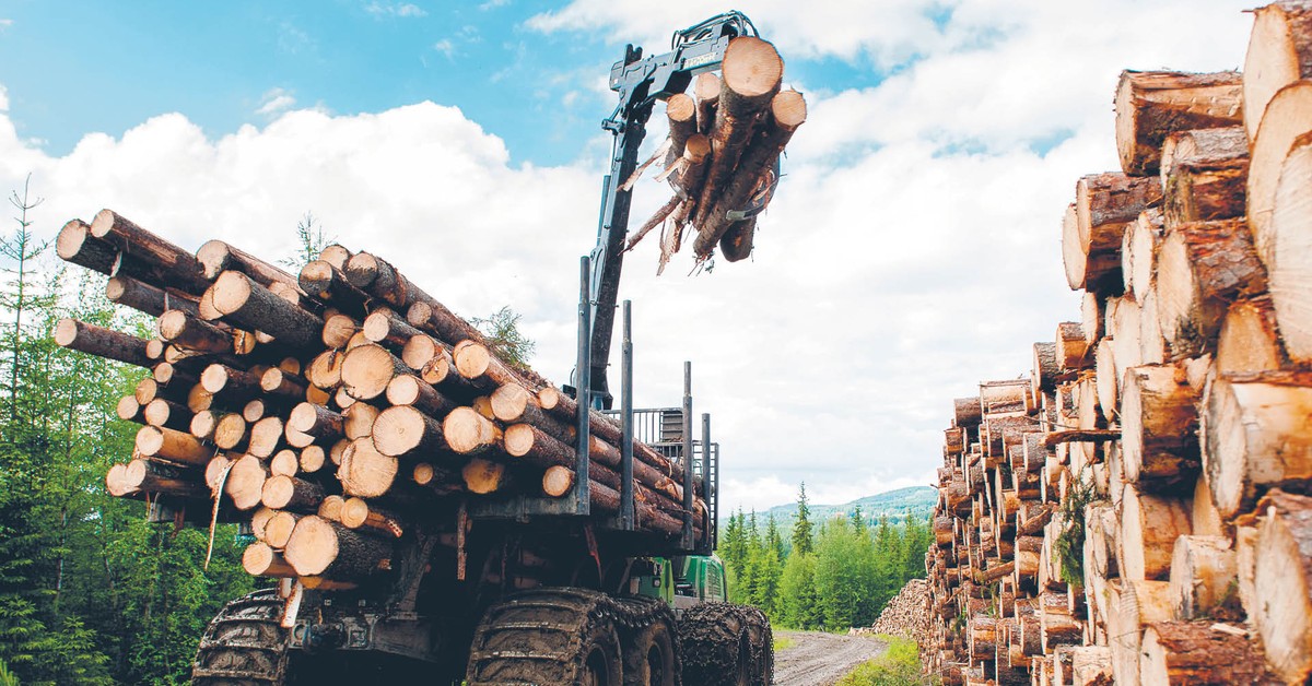 Prawie 800 mln zł zysków Lasów Państwowych ze sprzedaży drewna. Gminy chcą rekompensat za zniszczone drogi