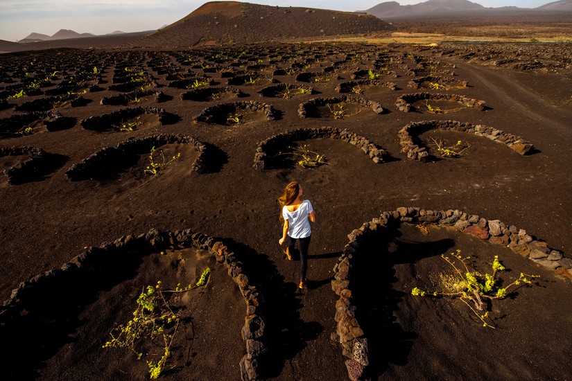 Lanzarote, uprawa winorośli