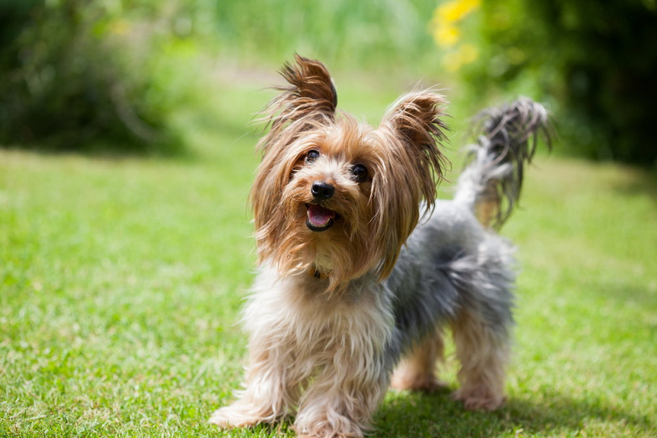 Piąte miejsce: yorkshire terrier