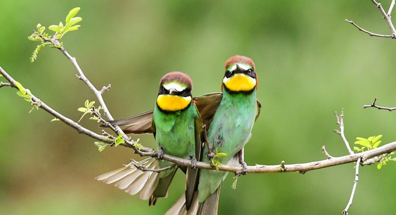 No, you don't have to like birds to do the bird test.Ernst Himmelsbach / 500px/Getty Images