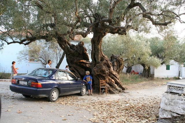 Galeria Grecja - Zakynthos, obrazek 10