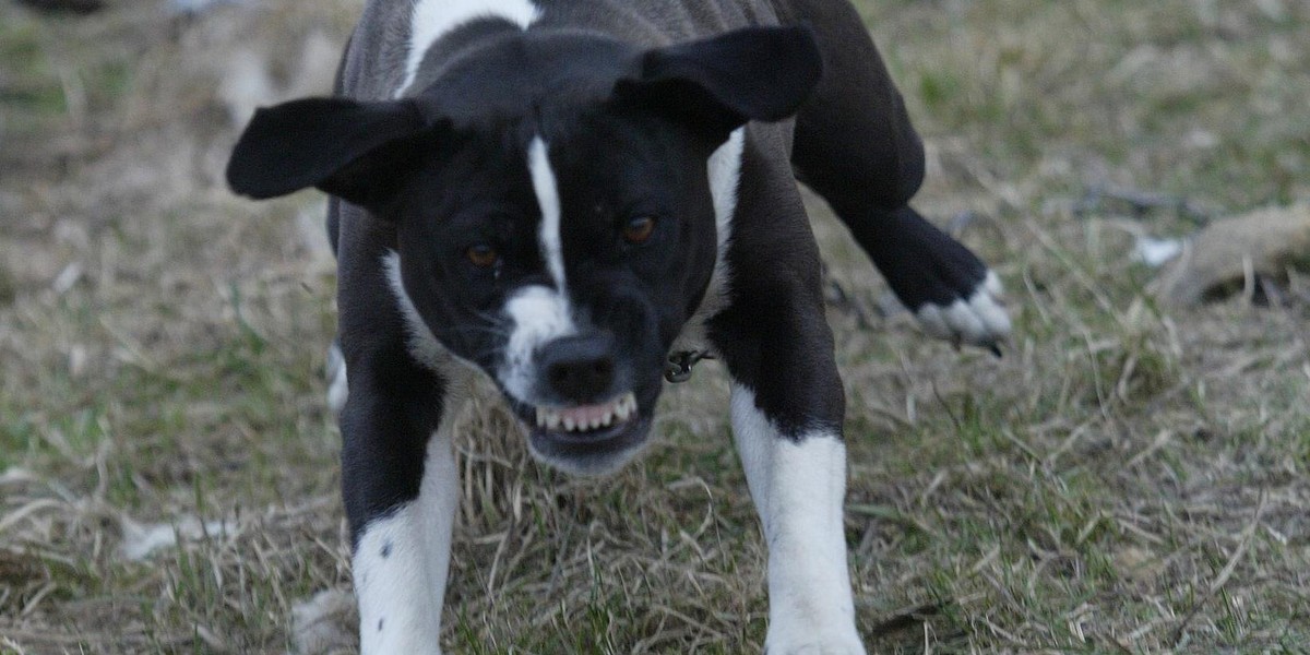 Amstaff rzucił się na przechodniów. Pogryzł trzy osoby