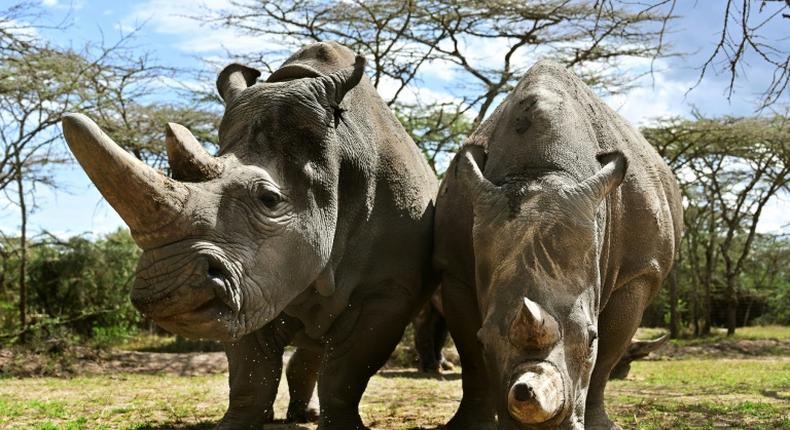 The sanctuary houses the world's last two northern white rhinos, Najin and her daughter Fatu, seen in their enclosure in the private conservancy of Ol-Pejeta in Nanyuki