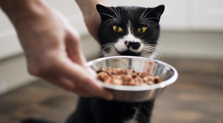 Ettől az étrendtől él sokáig a macska a szakértő szerint Fotó: Getty Images