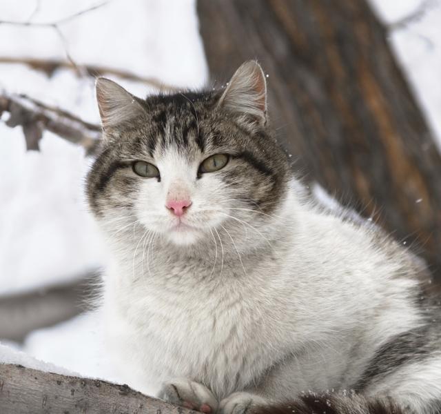 Szombat óta egy fán fagyoskodik egy macska Szegeden - Blikk Rúzs
