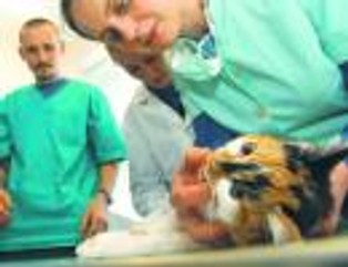 Nietypowe kierunki studiów: szansa na przyszłość czy pułapka?