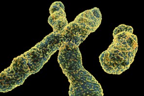 X and Y chromosome